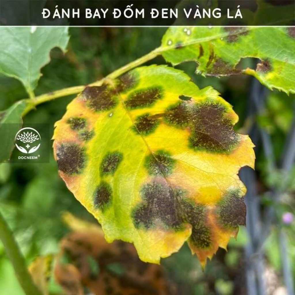 Dầu neem oil DOCNEEM hữu cơ phòng trị sâu bệnh hoa, cây cảnh