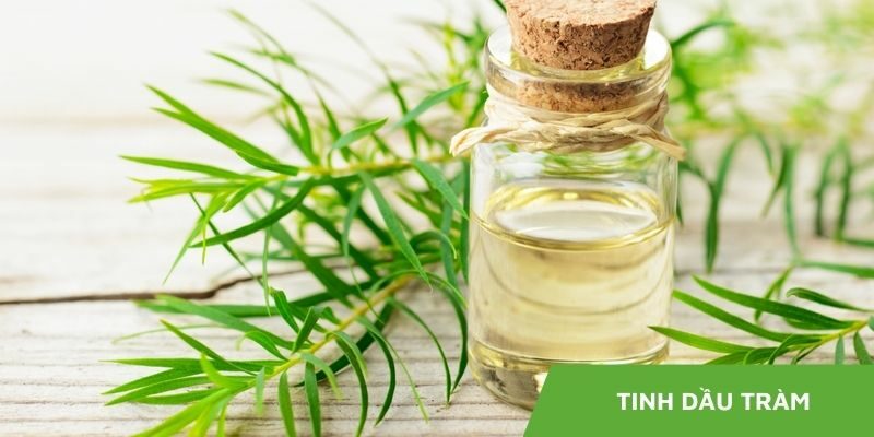 Top 6+ Tinh Dầu Tràm Tốt Nhất Hiện Nay: Công Dụng Và Tiêu Chí Lựa Chọn